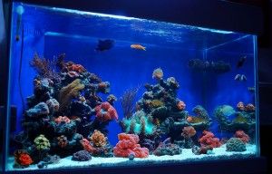 Fish tank