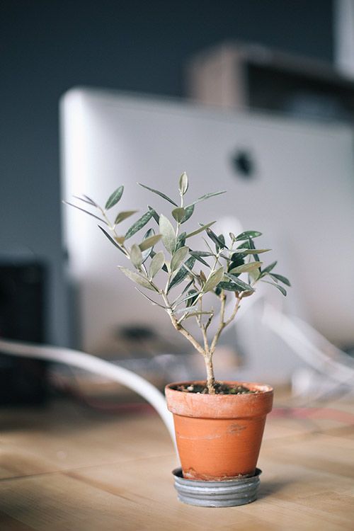 plant-work-from-home